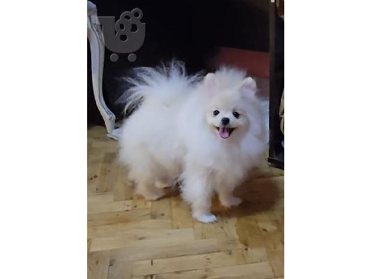Καθαρόαιμα κουτάβια Boo Pomeranian